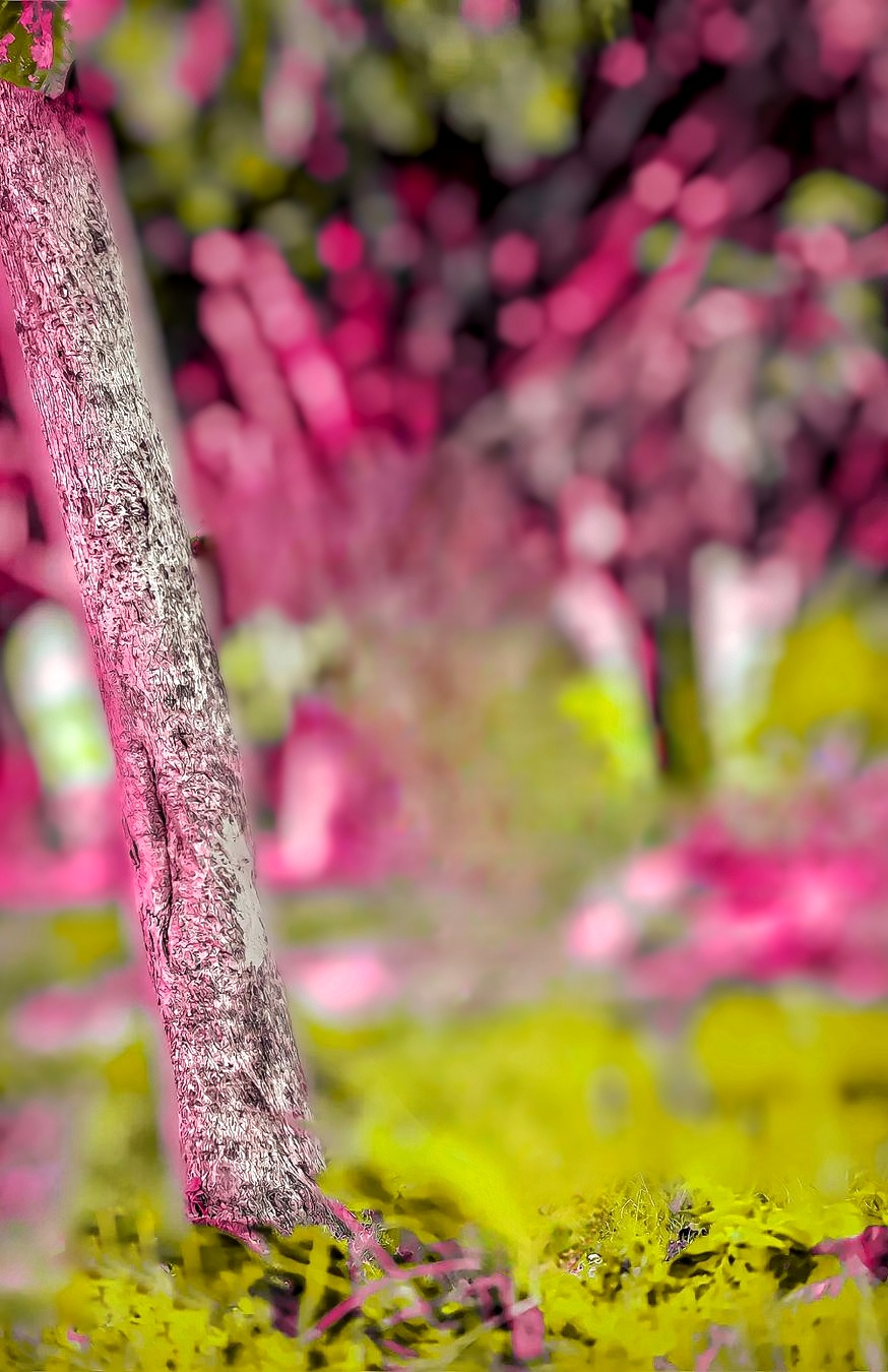 Pink And Yellow Tree Blur CB Background HD 1080p