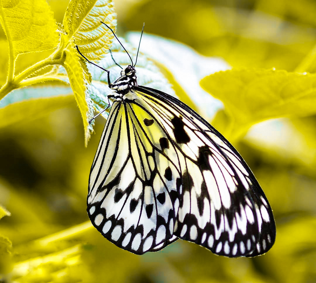 Butterfly Nature Wallpaper Image HD 
