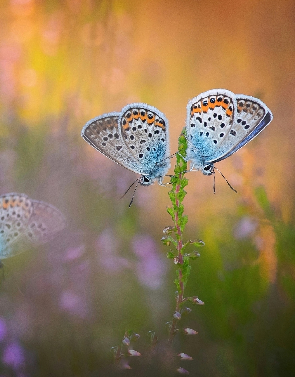 Butterfly Nature Wallpaper Image HD Download 