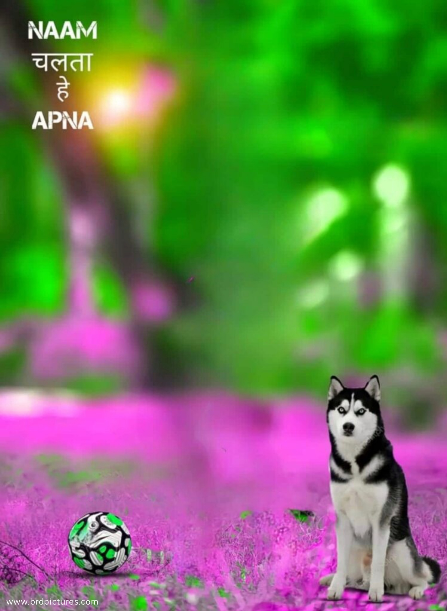 Pink And Green Dog Lover CB Background HD 