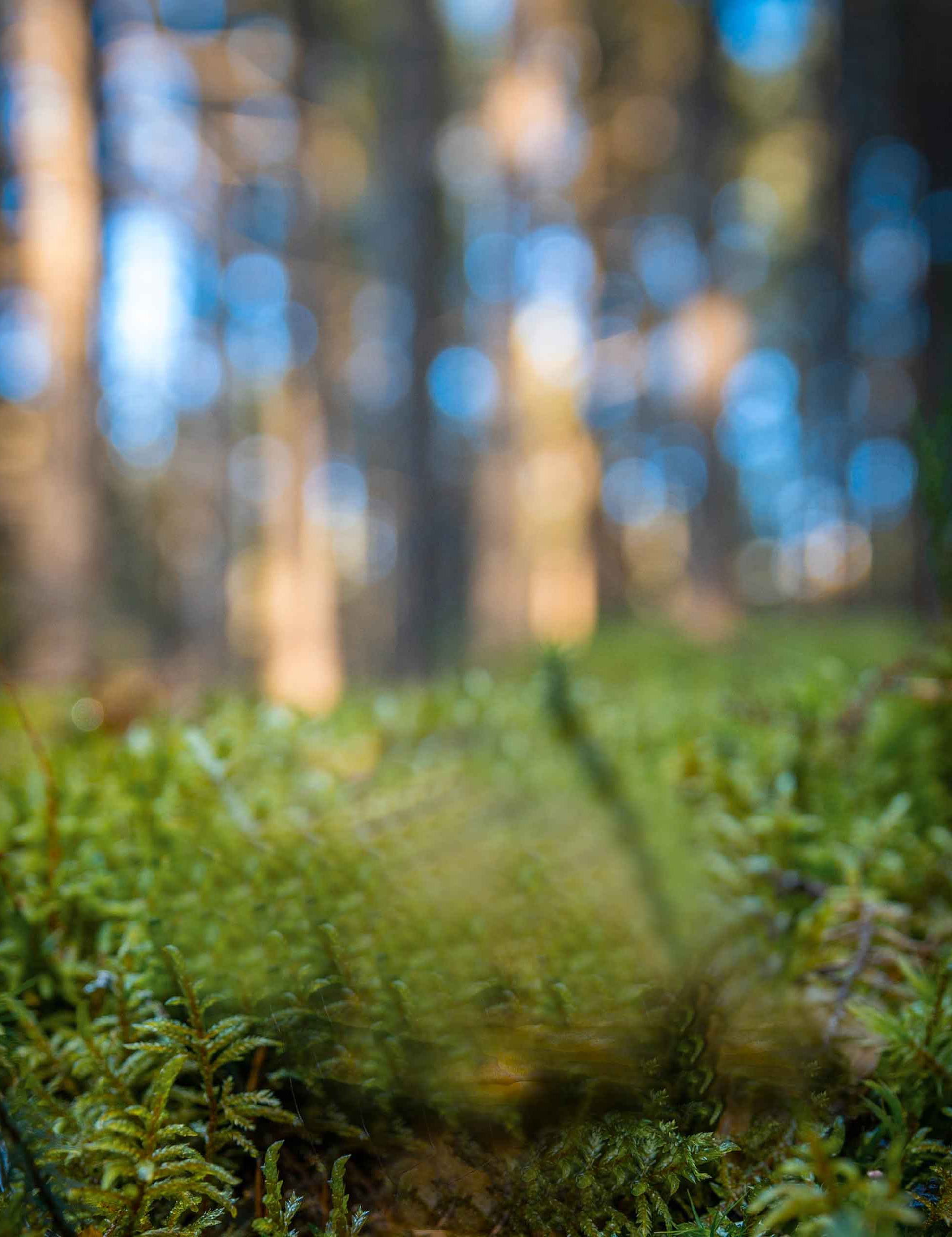 Green Blur Nature HD Photo Editing Background 