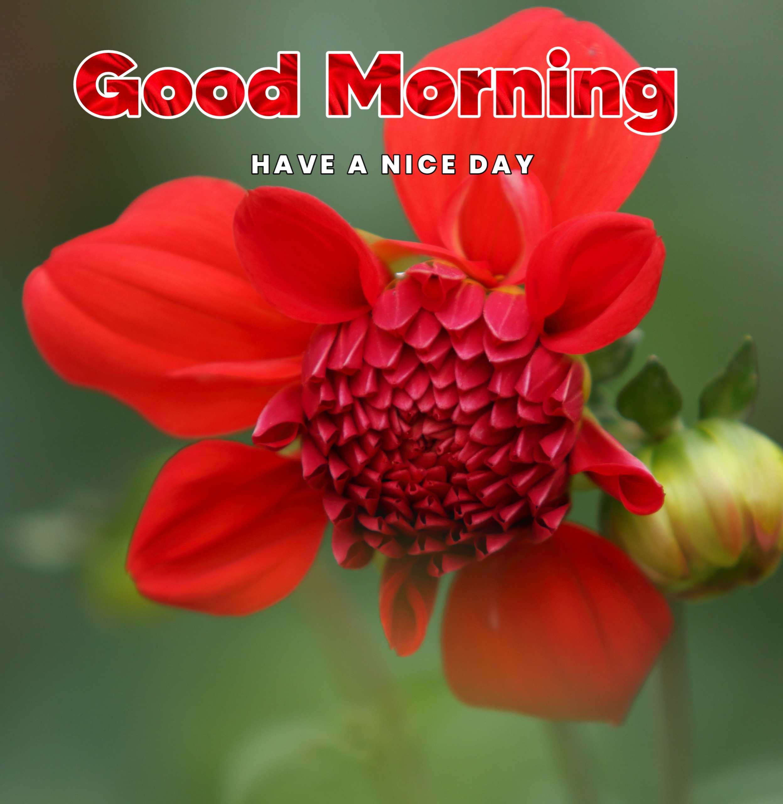 Good morning Flowers Red Photo HD 