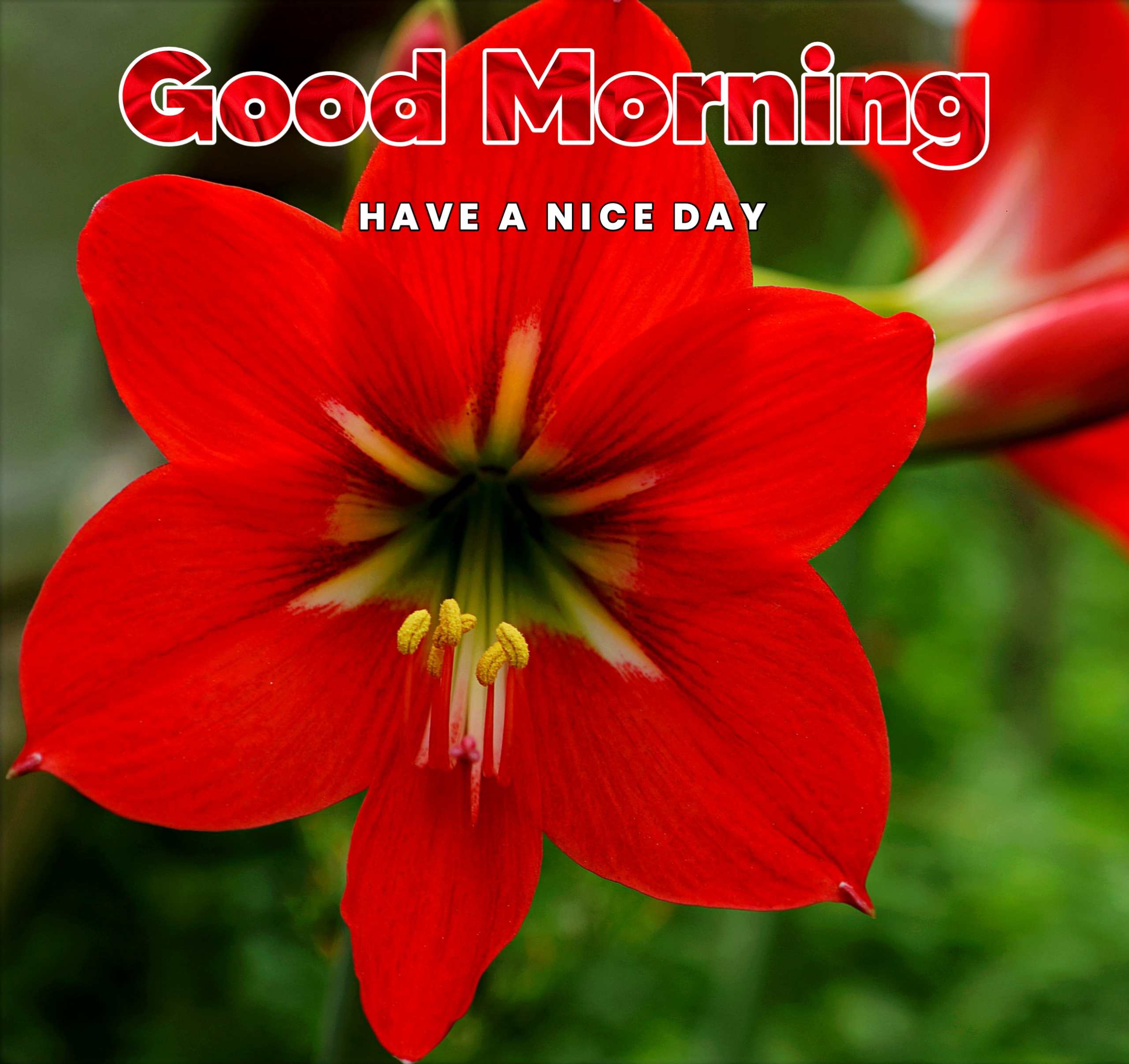 Amazing Red Flower Good Morning Image Photo 