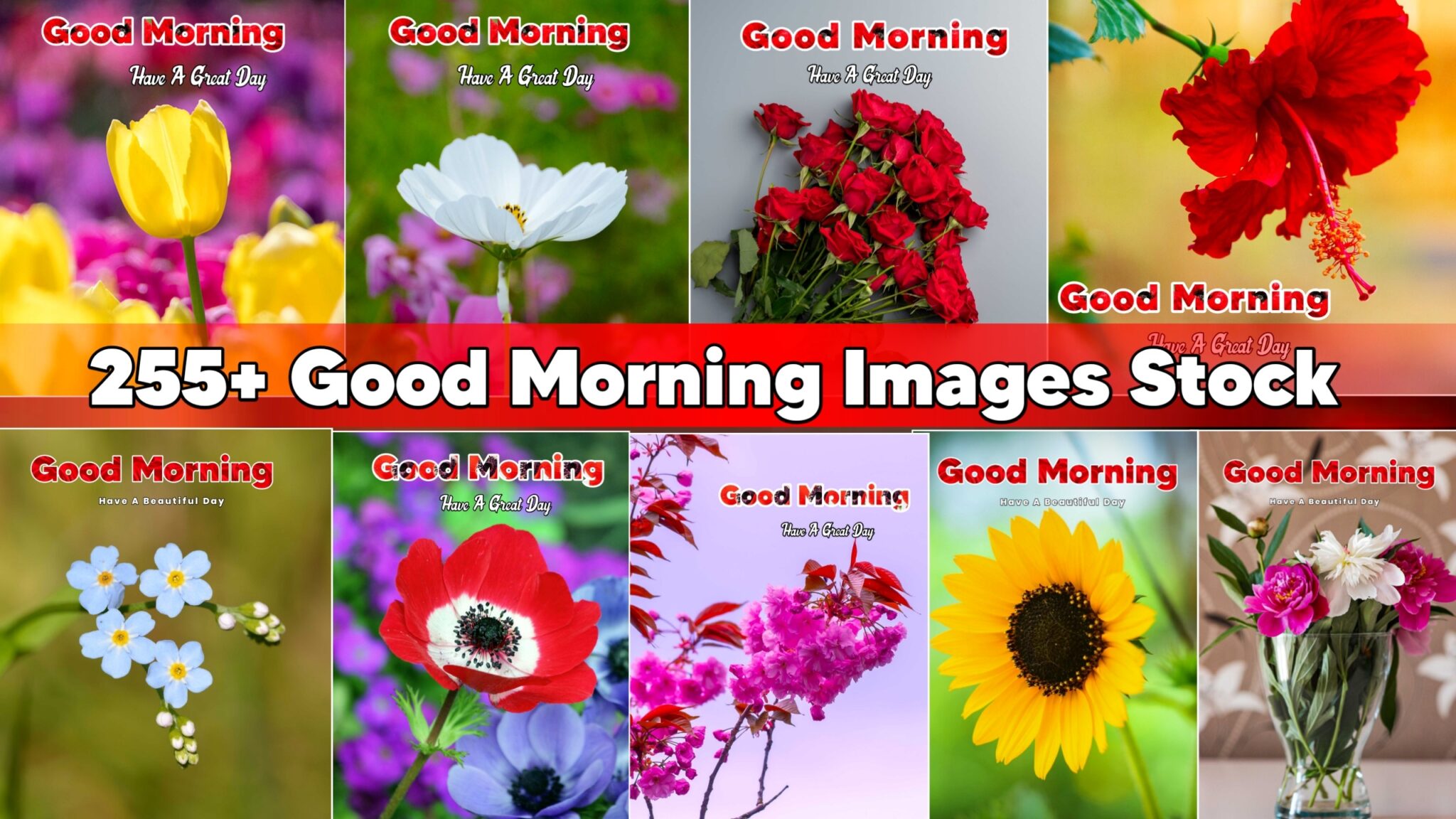 255+ Good Morning Images Stock