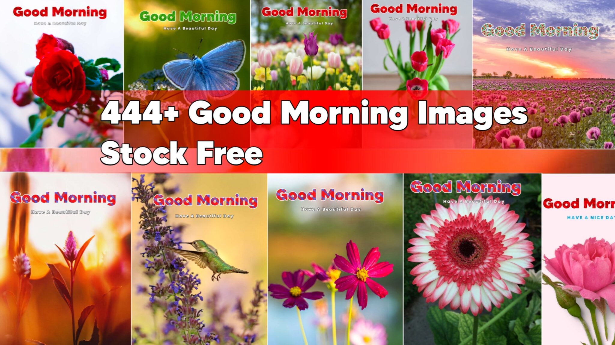 Best 444+ Good Morning Images HD Free Stock
