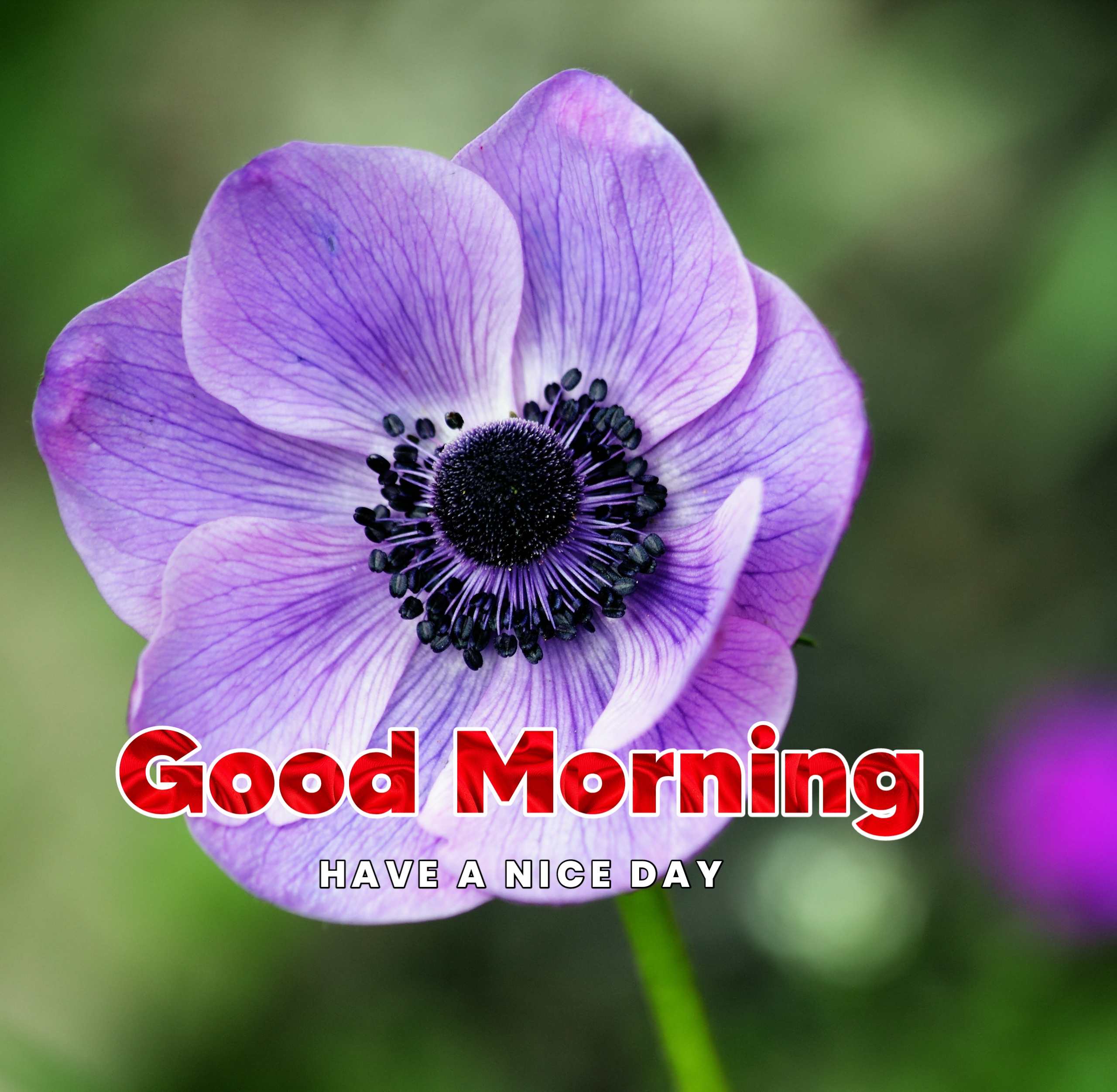 Beautiful Blue Flowers Good Morning Image 