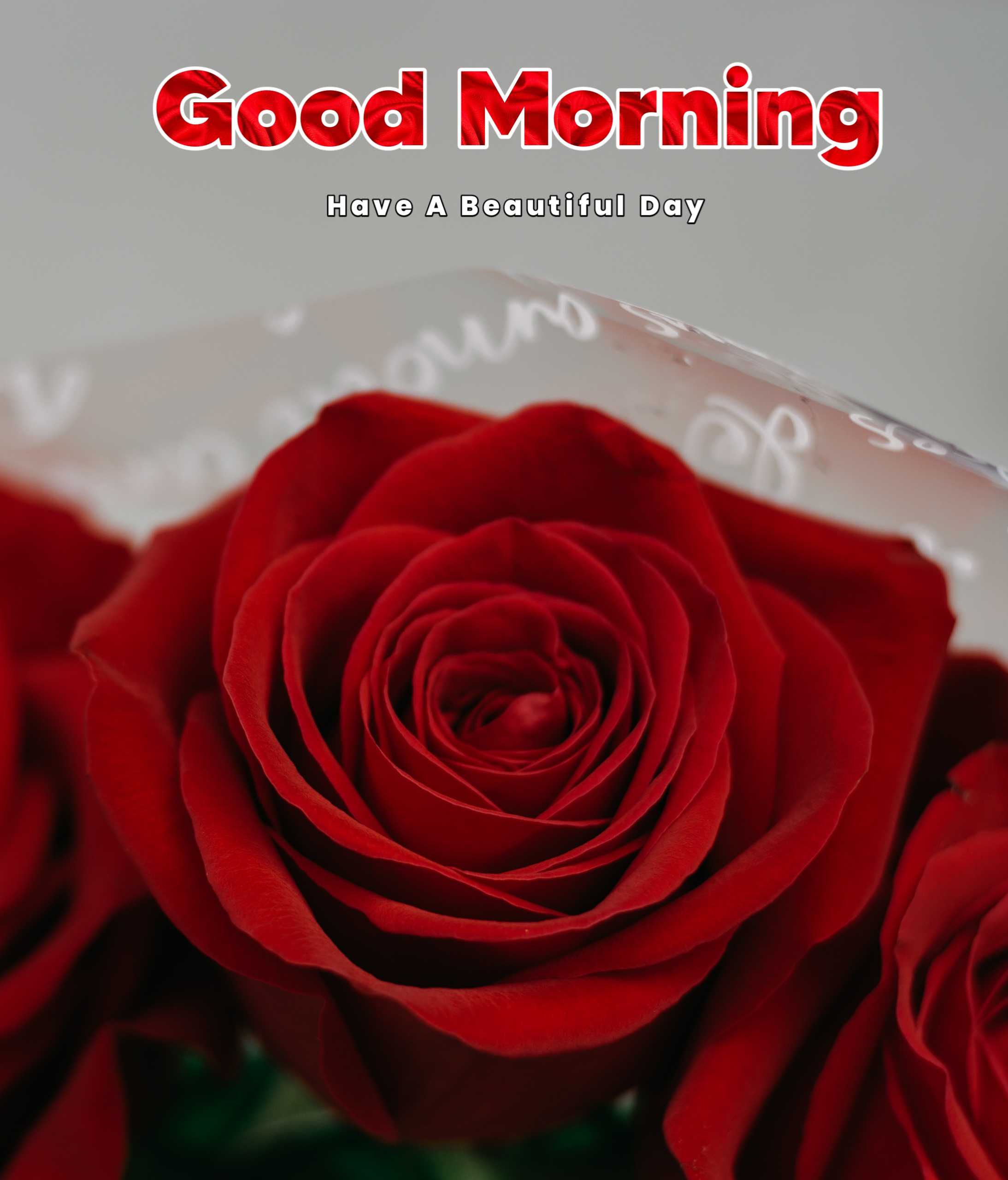 Good Morning Rose Image Free Download 