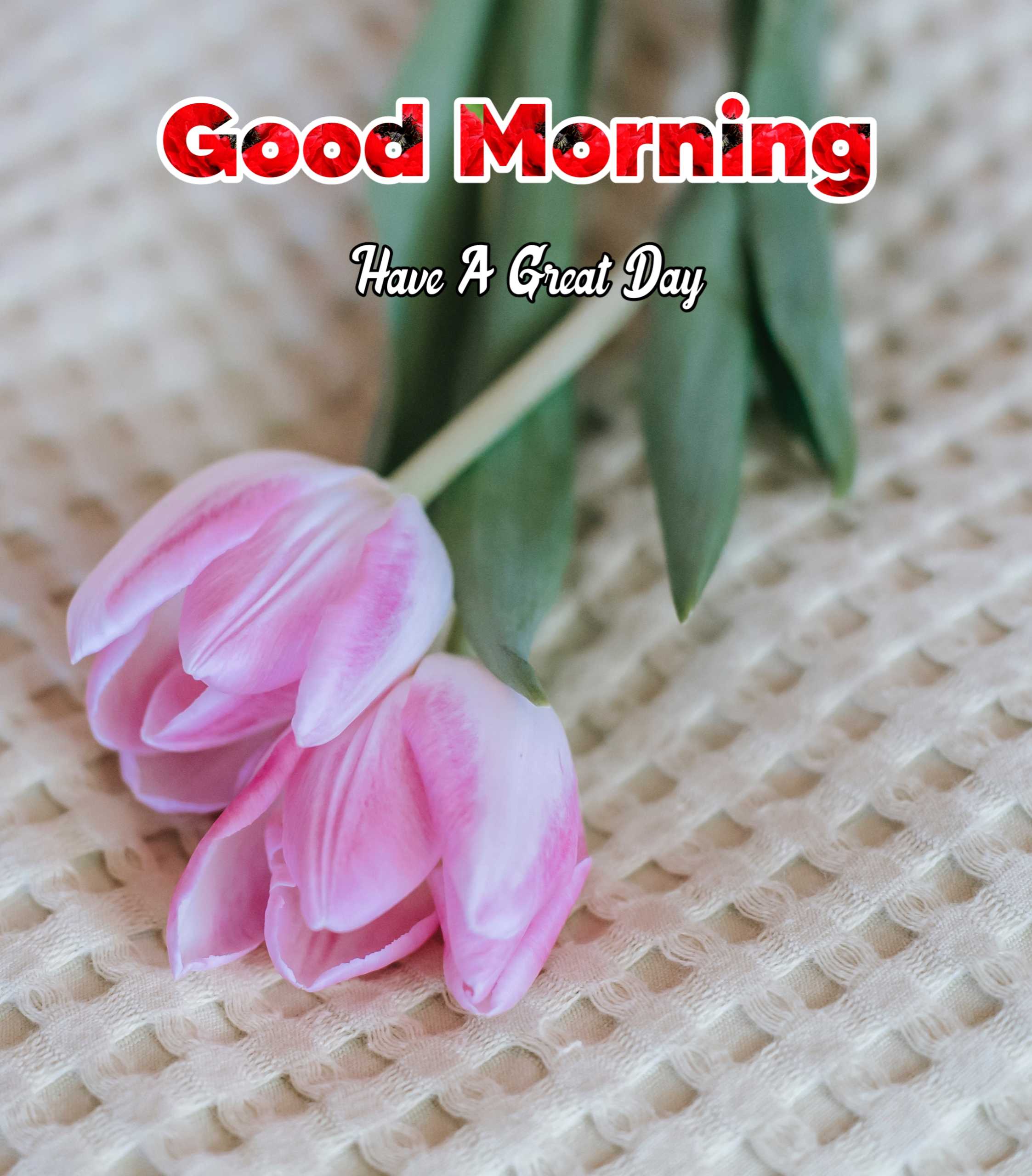 Good Morning Rose Pink Flower Image 