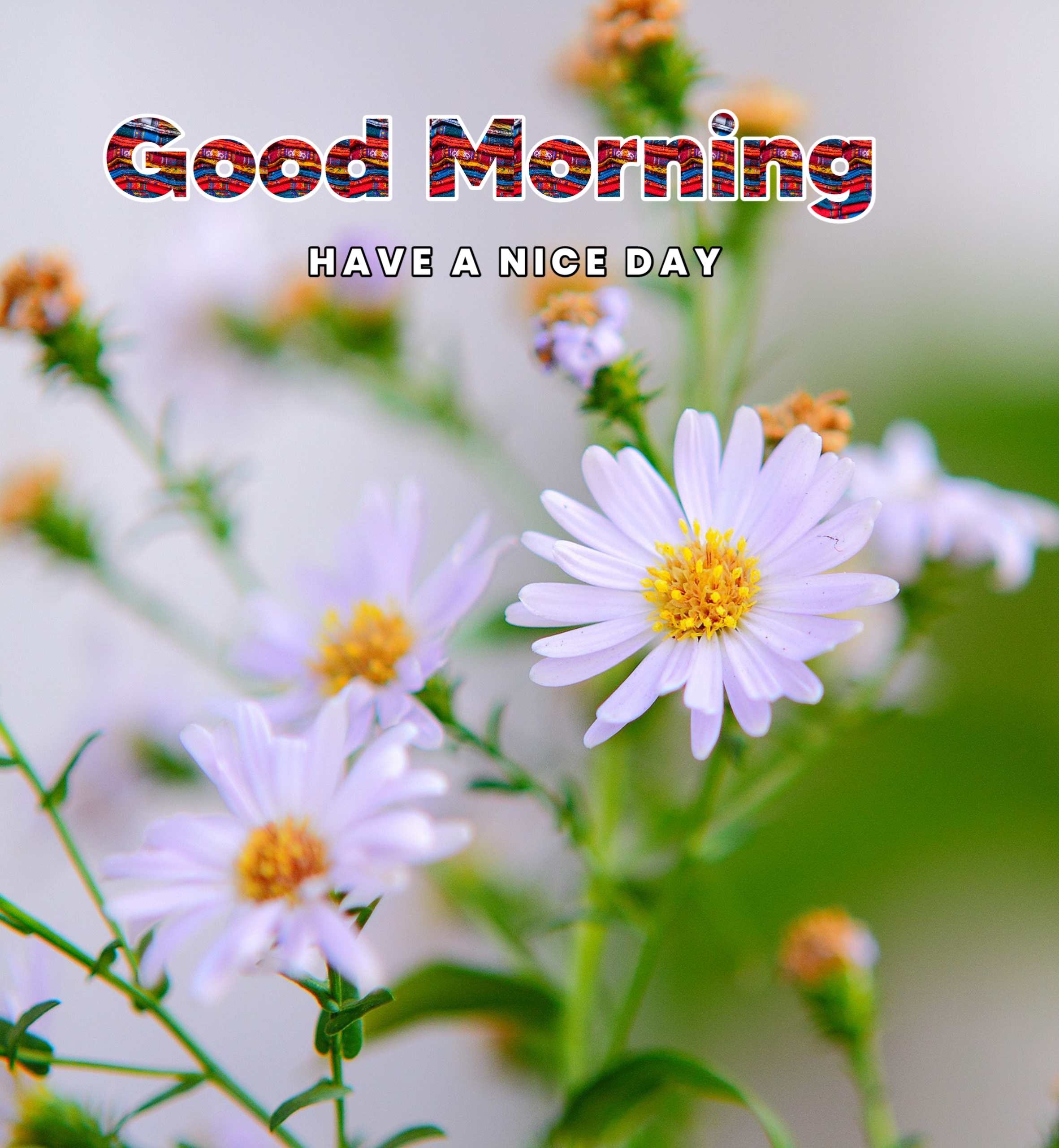 White Flowers Nature Good Morning Image HD Download 