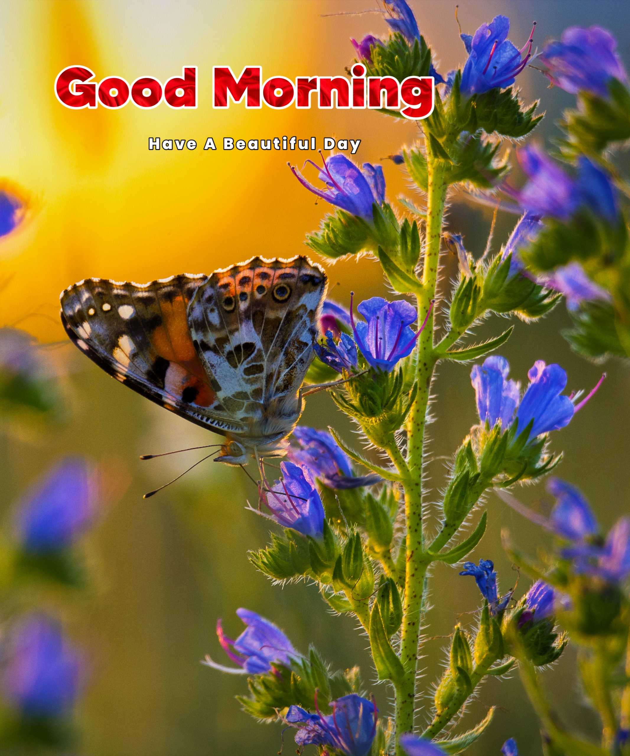 Sun Nature Butterfly Good Morning Image 
