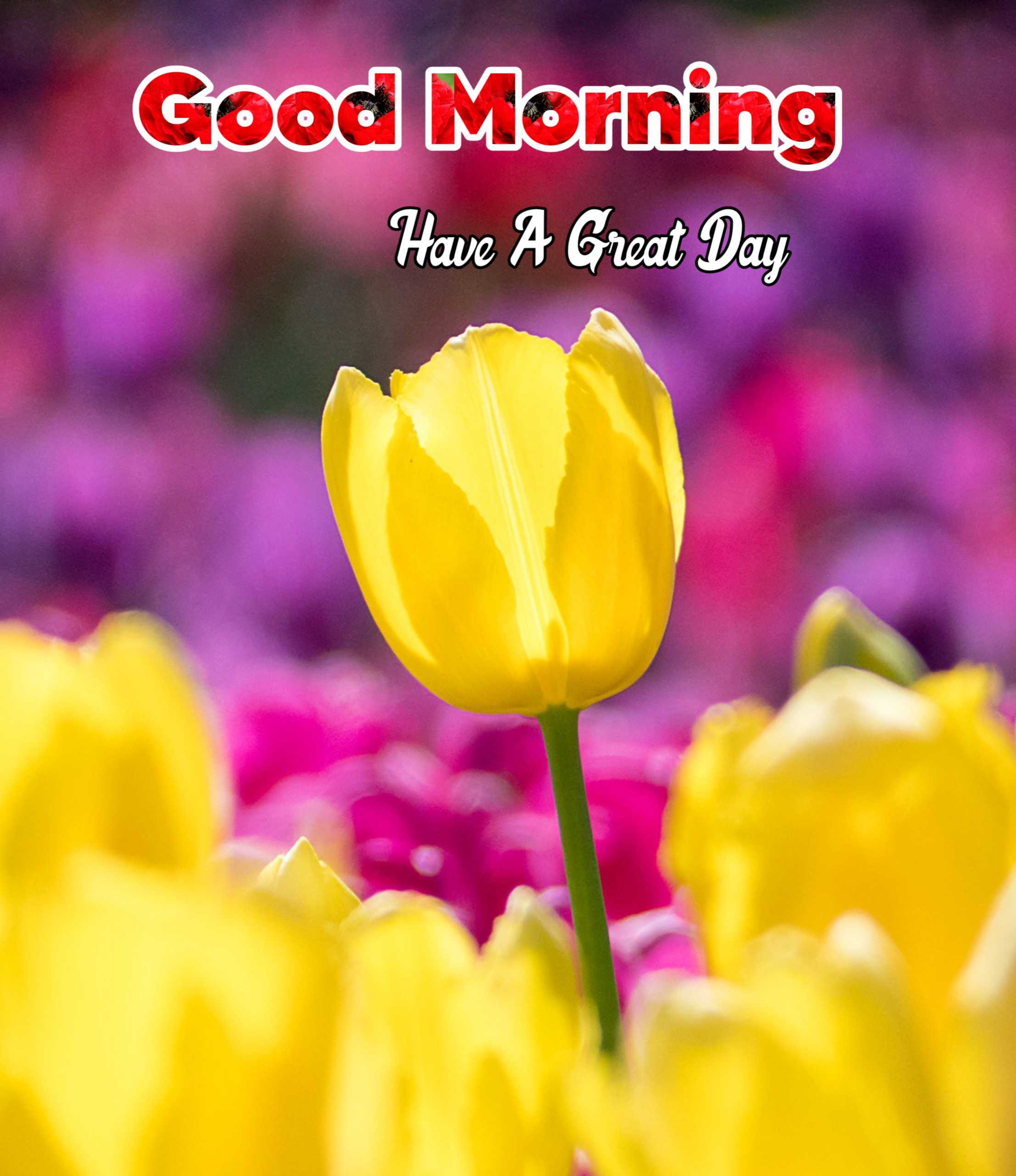 Good Morning Amazing Flowers Image 