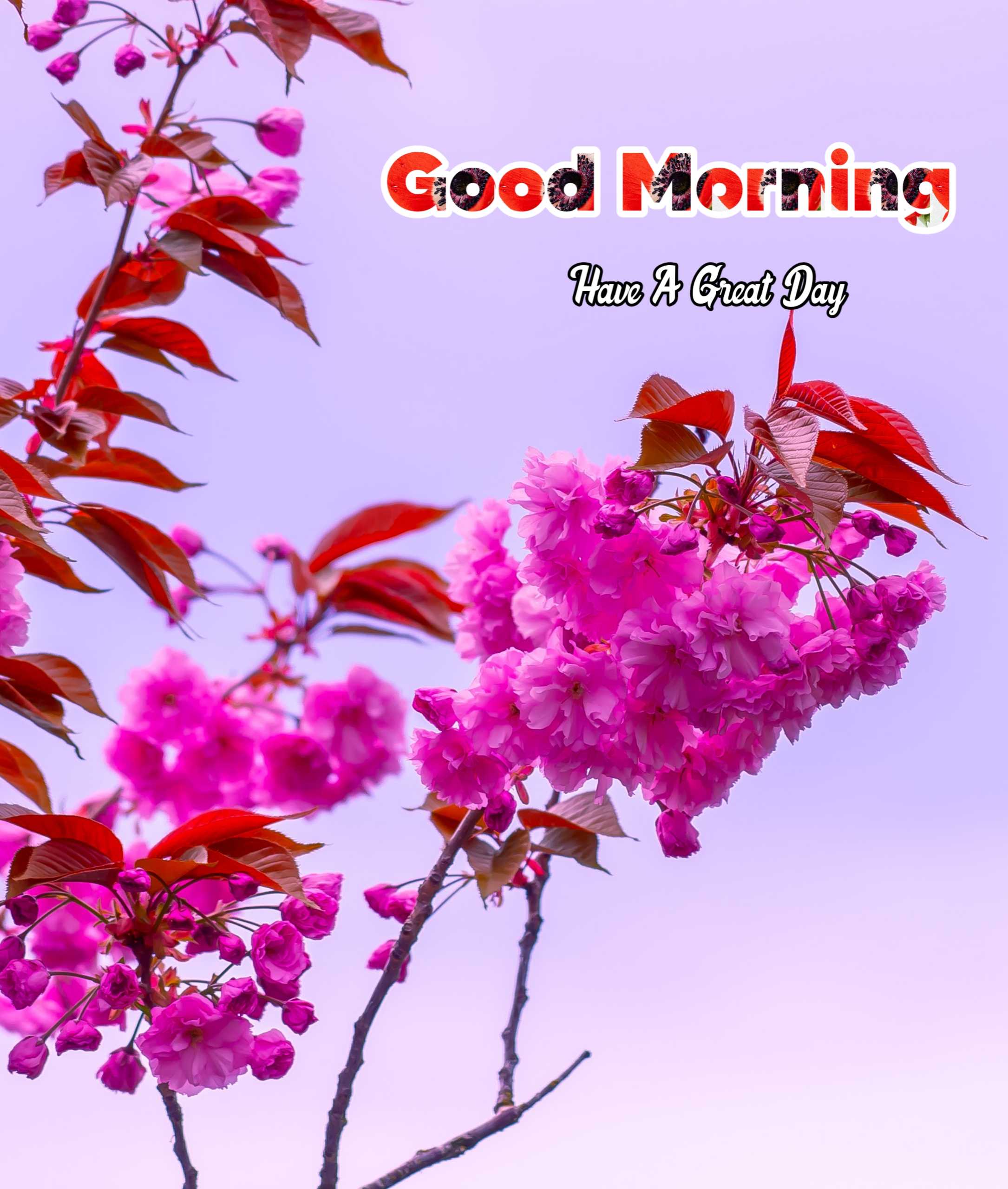 Pink Flowers Good Morning Image HD Download 