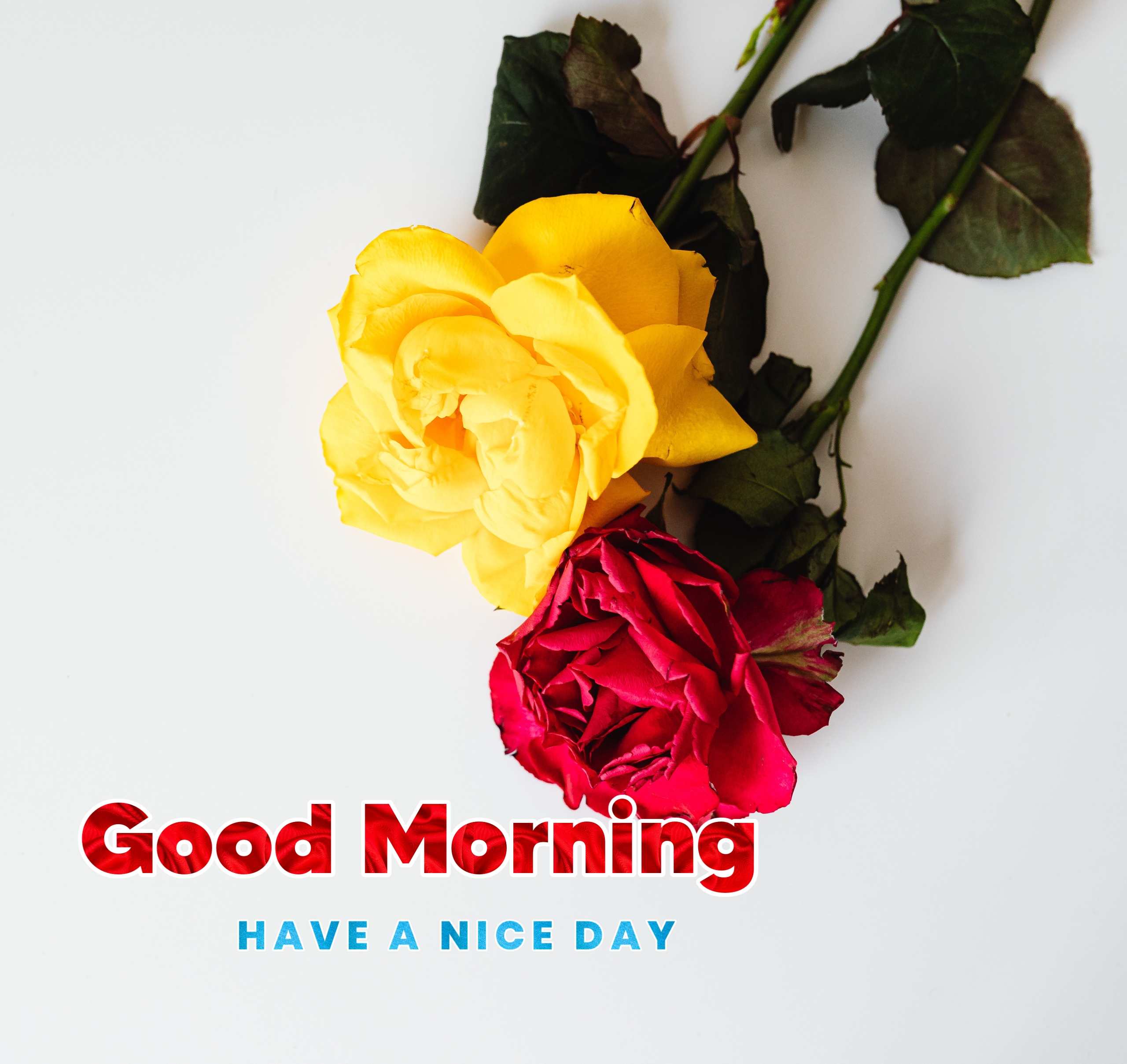Yellow And Red Rose Flower Good Morning Image 