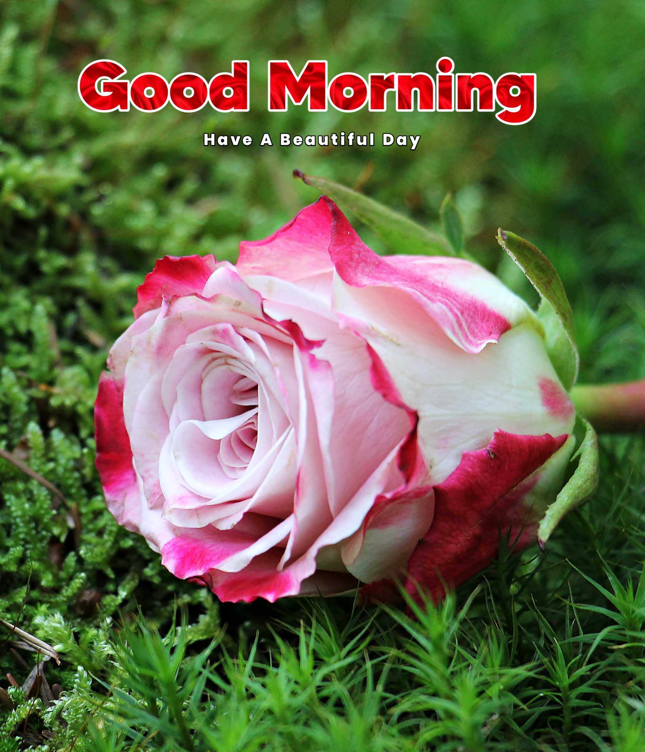 Beautiful Rose Flower Good Morning Image HD Download 