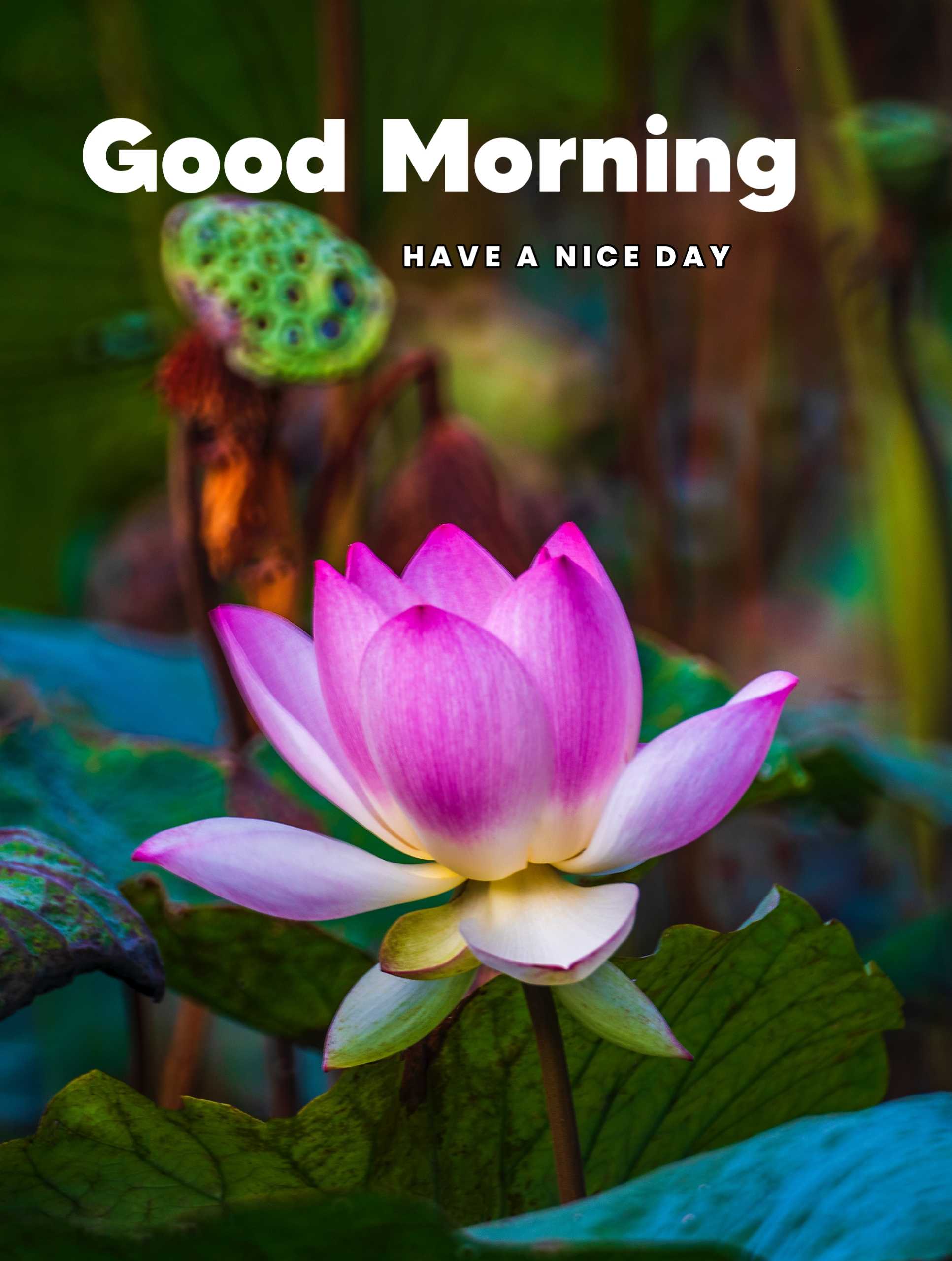 Lotus Flower Good Morning Image HD Download 