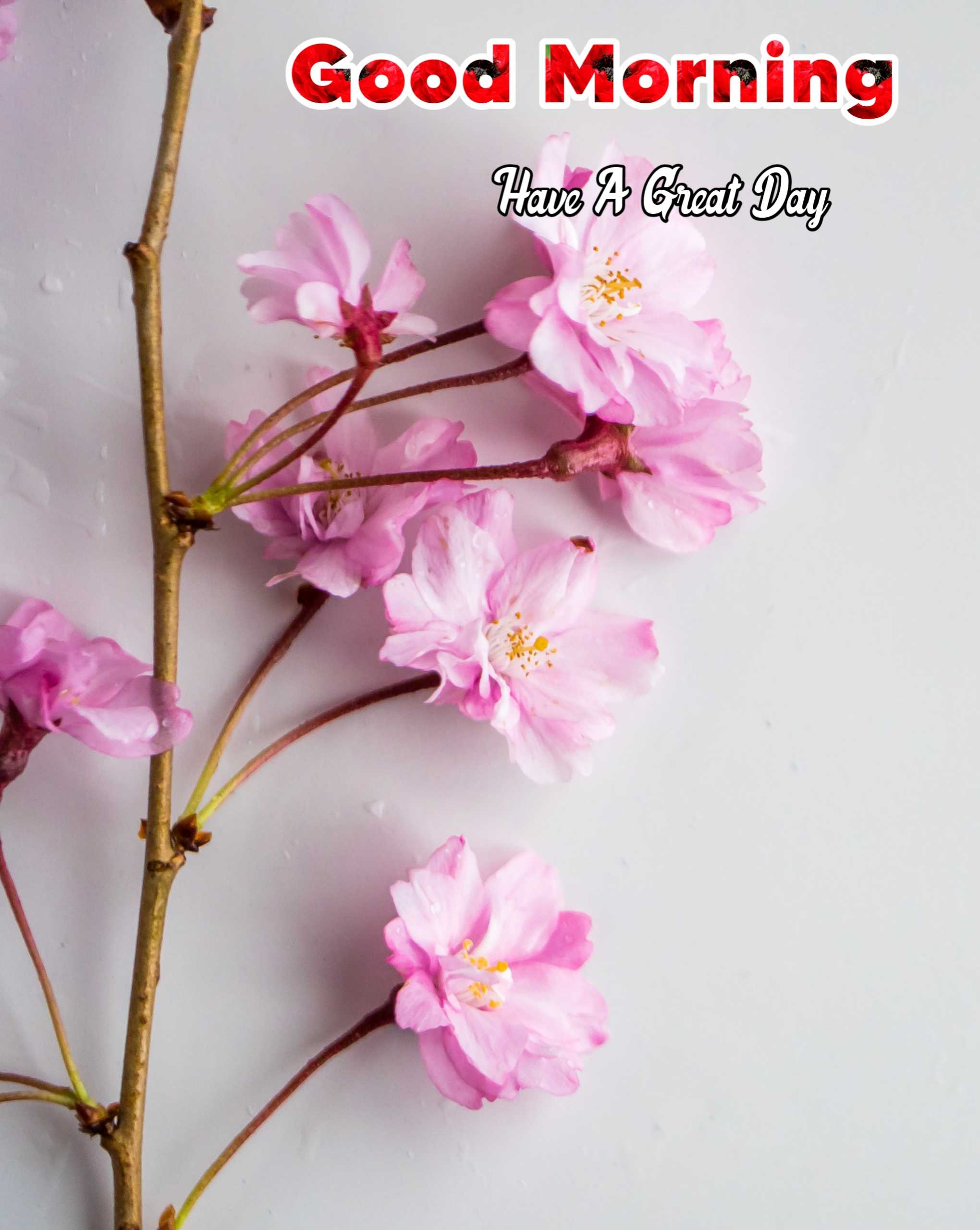 Good Morning Pink Flower Image HD 