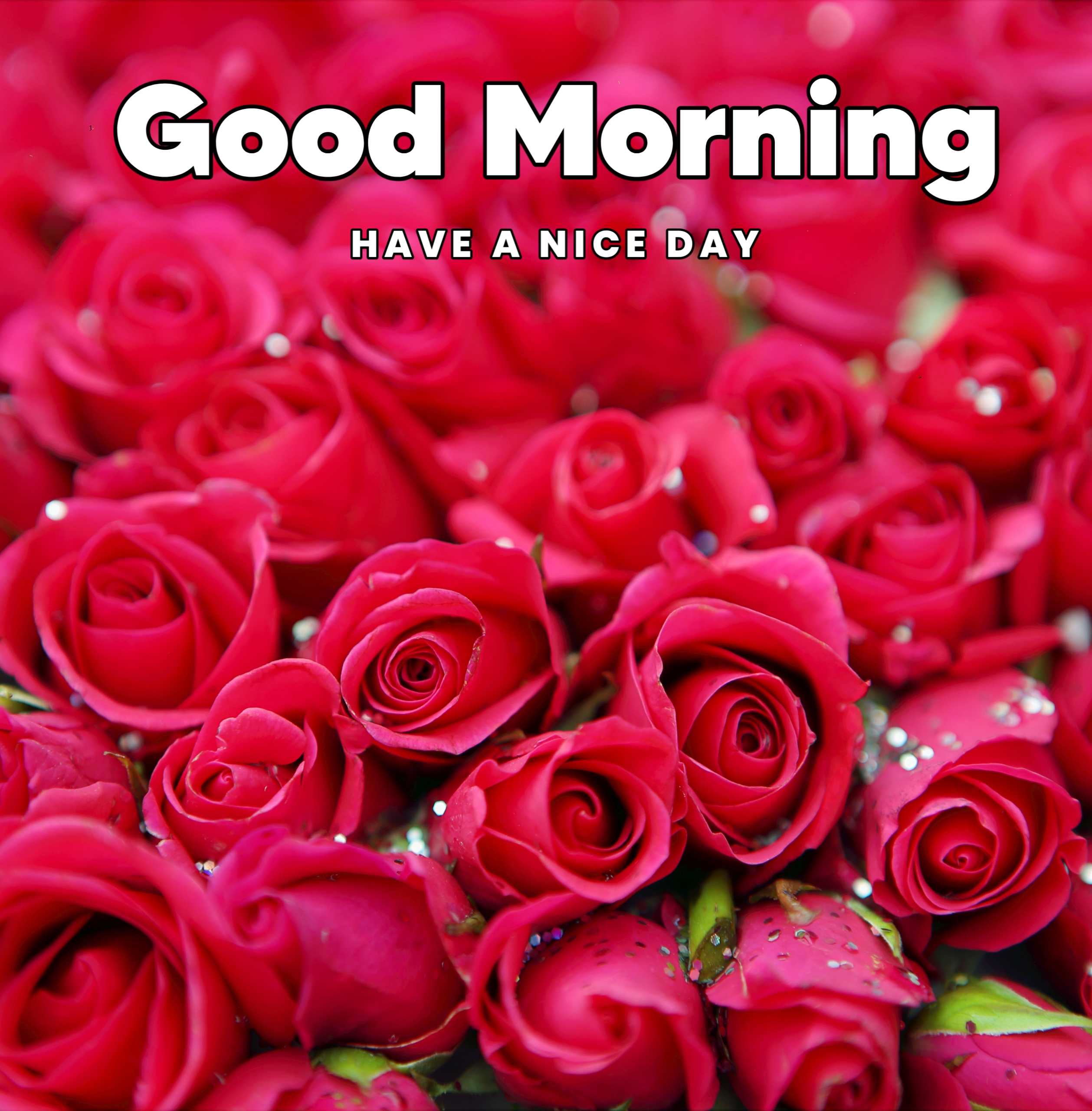 Beautiful Shiny Rose Flowers Good Morning Image 