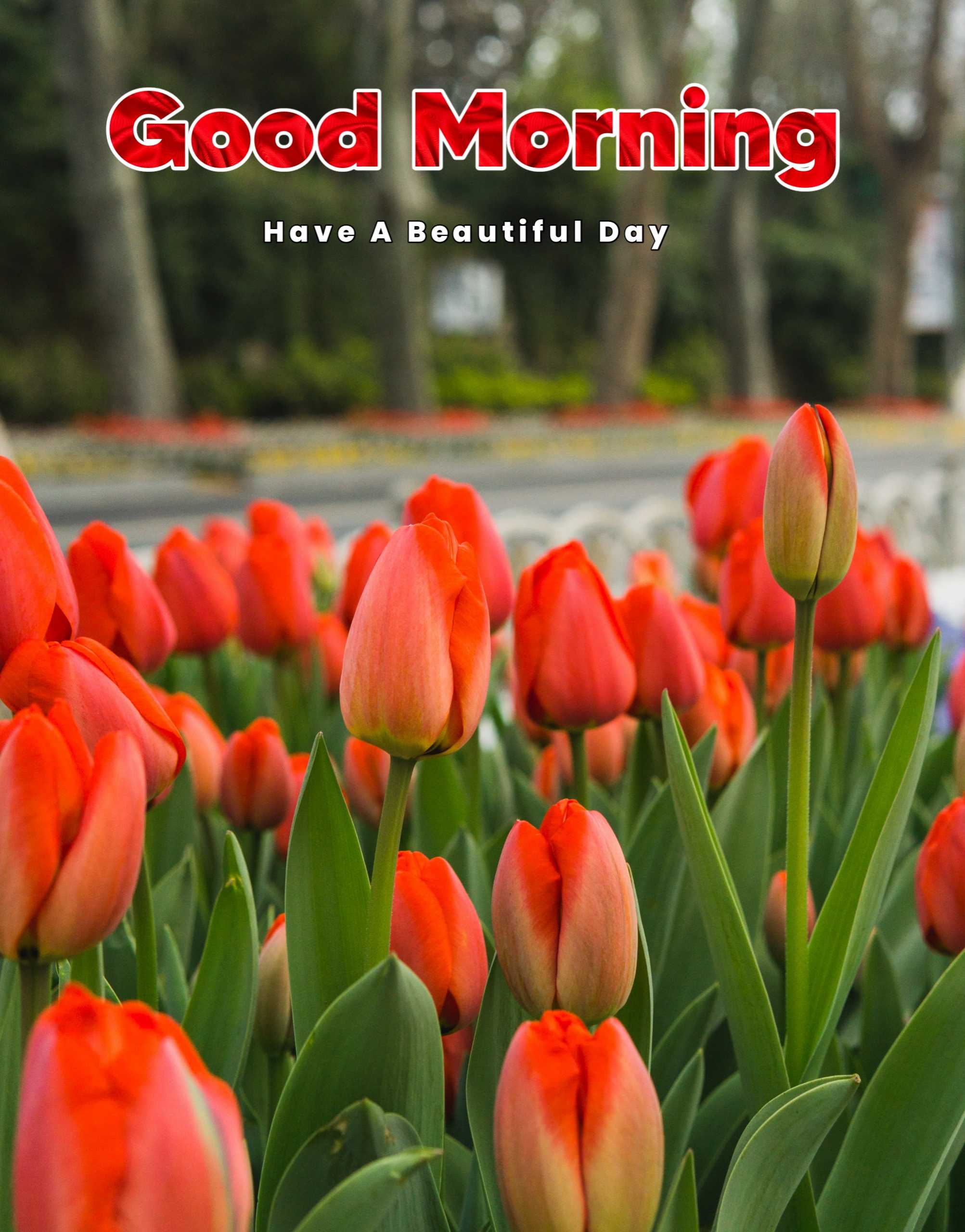 Red Rose Flowers Good Morning Image HD 