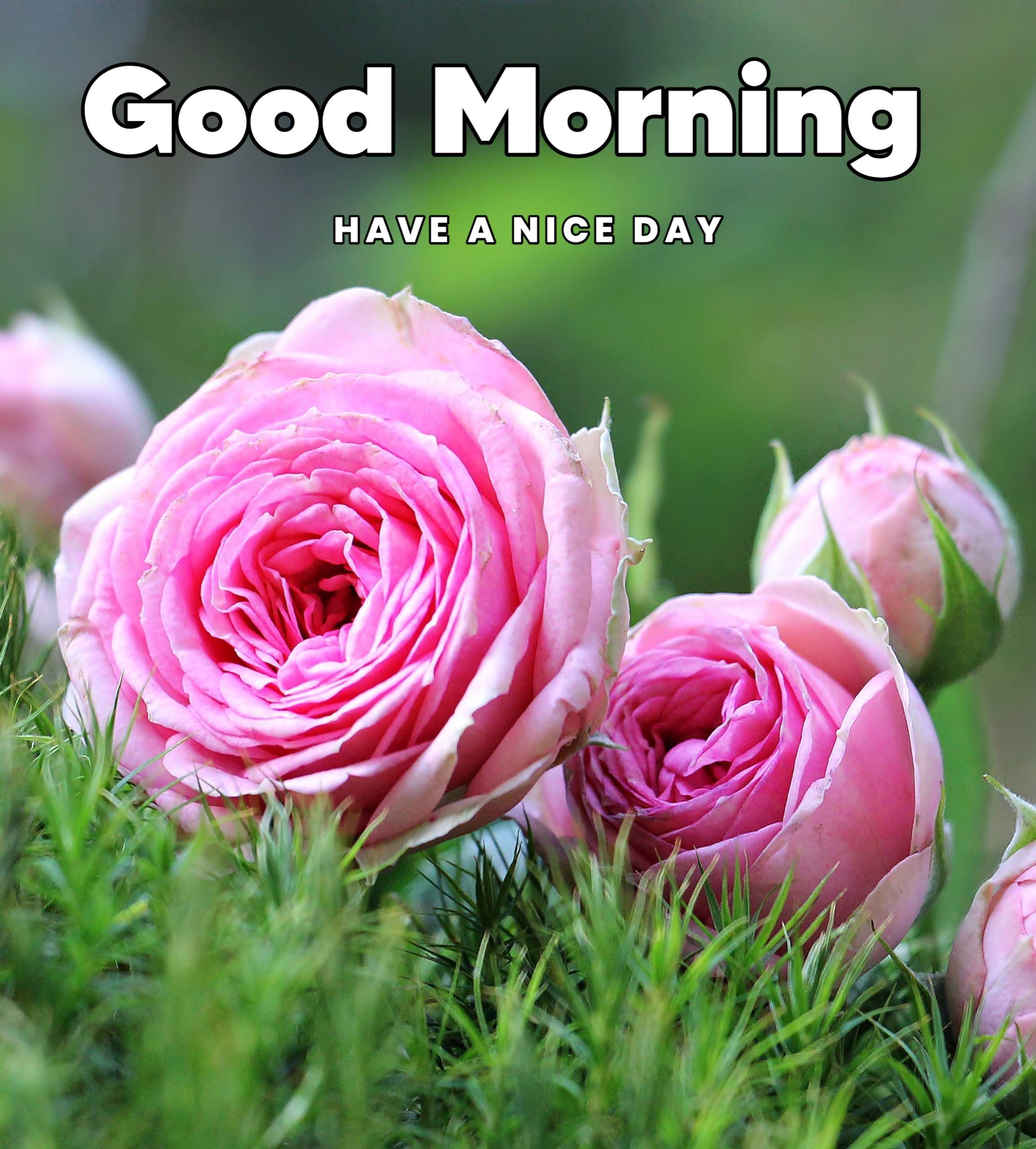 Beautiful Green Nature Rose Flowers Pink Good Morning Image 