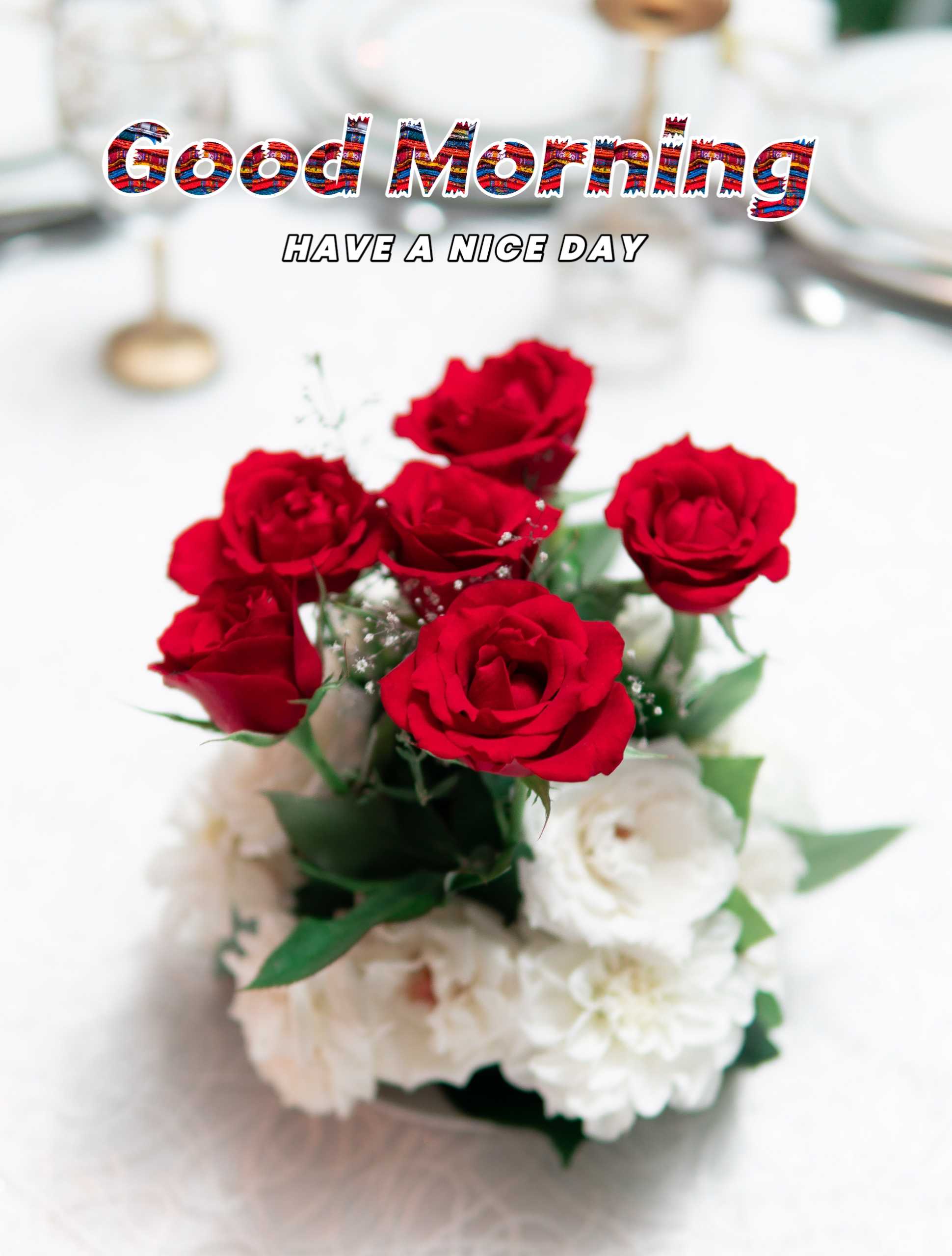 Rose Flowers Red And White Good Morning Photo