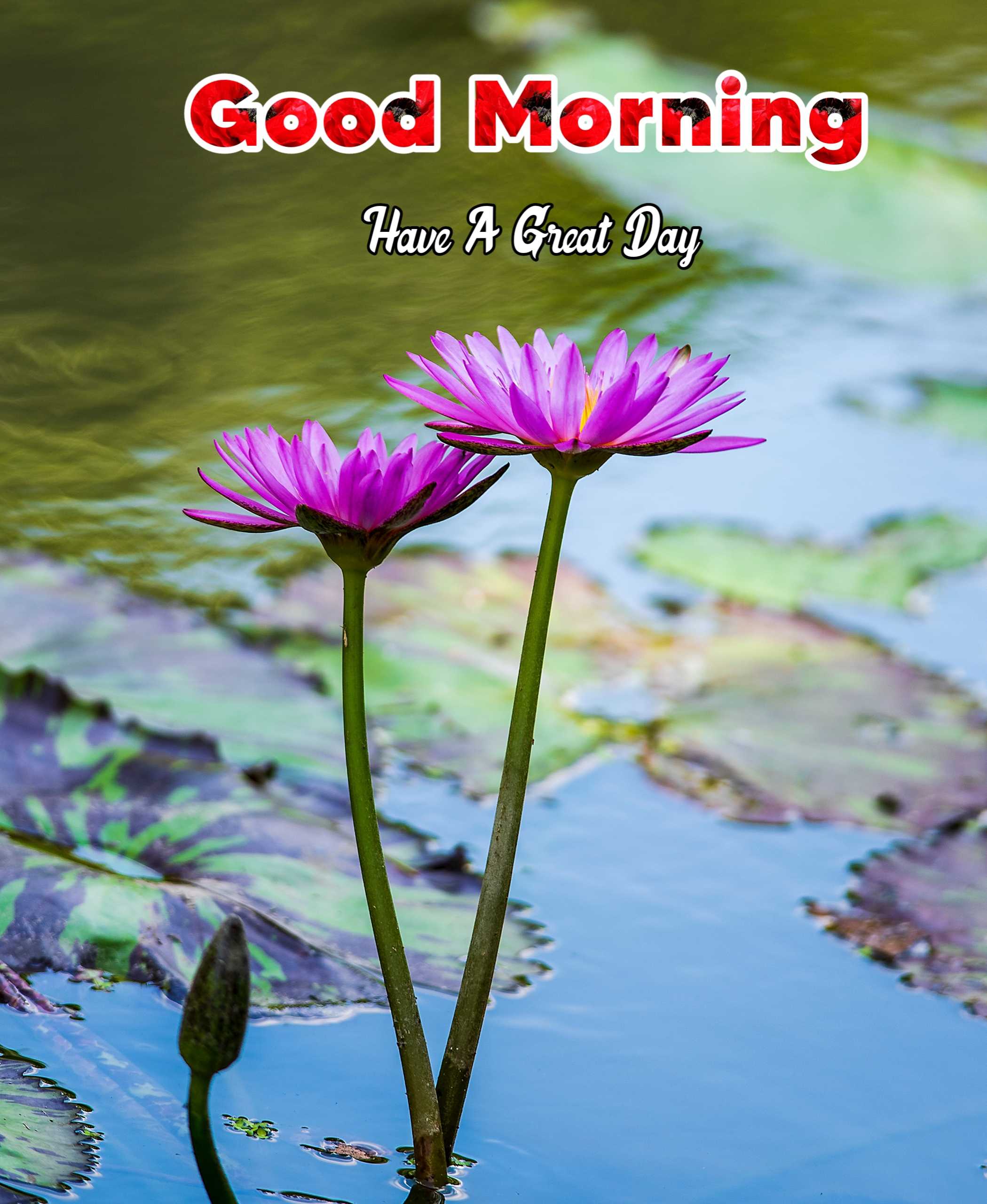 Good Morning Image With Water Flower 