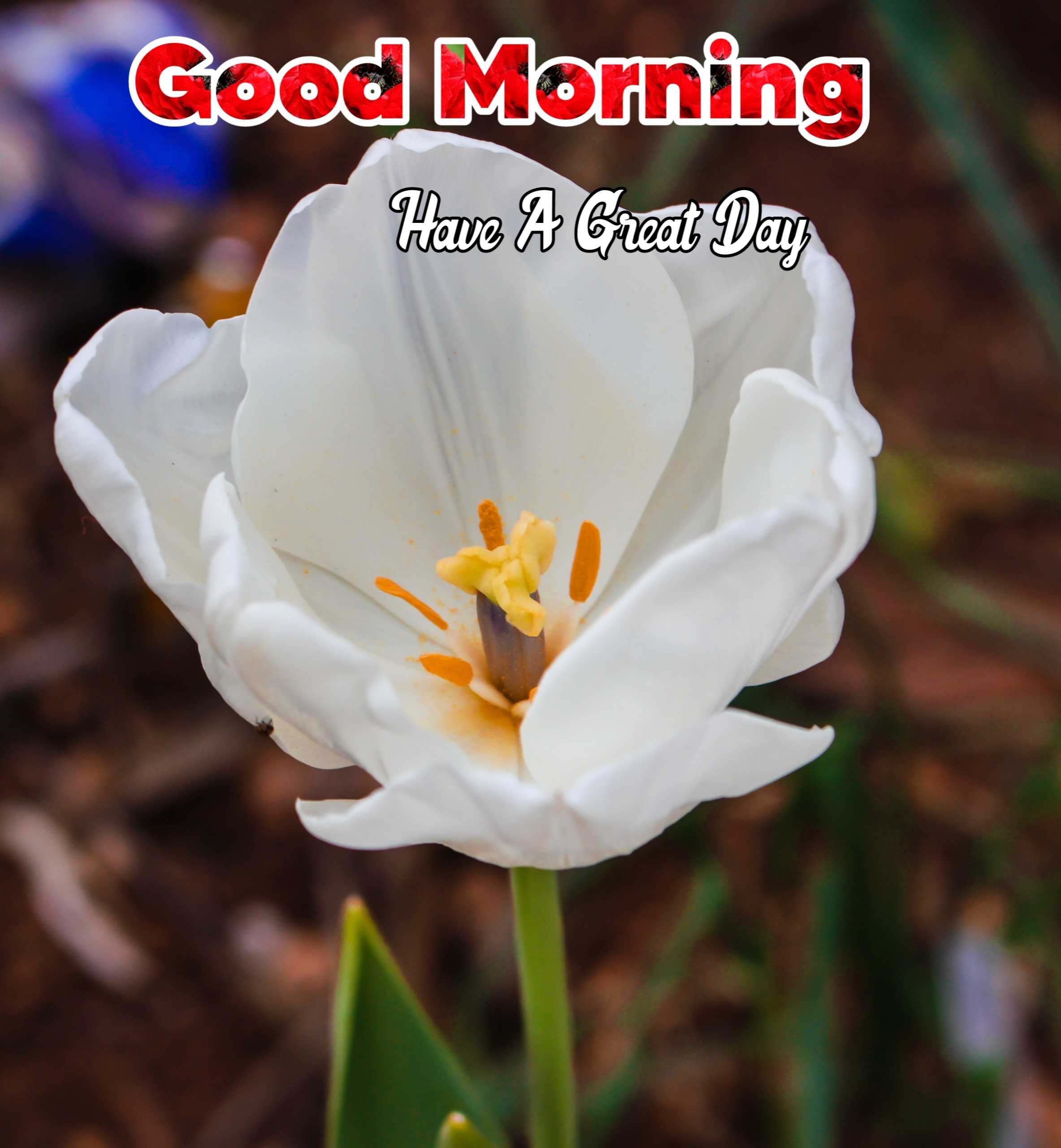 Good Morning Nature White Flower Image 