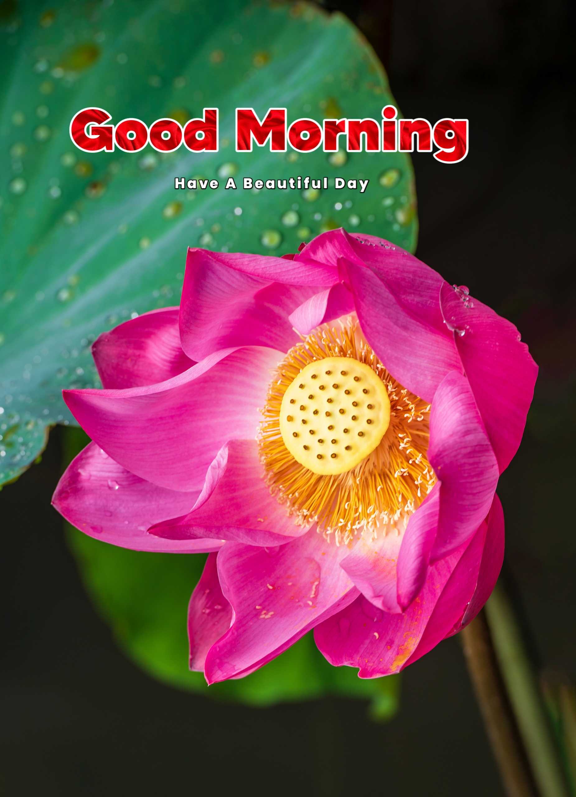 Amazing Red Flower Good Morning Image Photo 