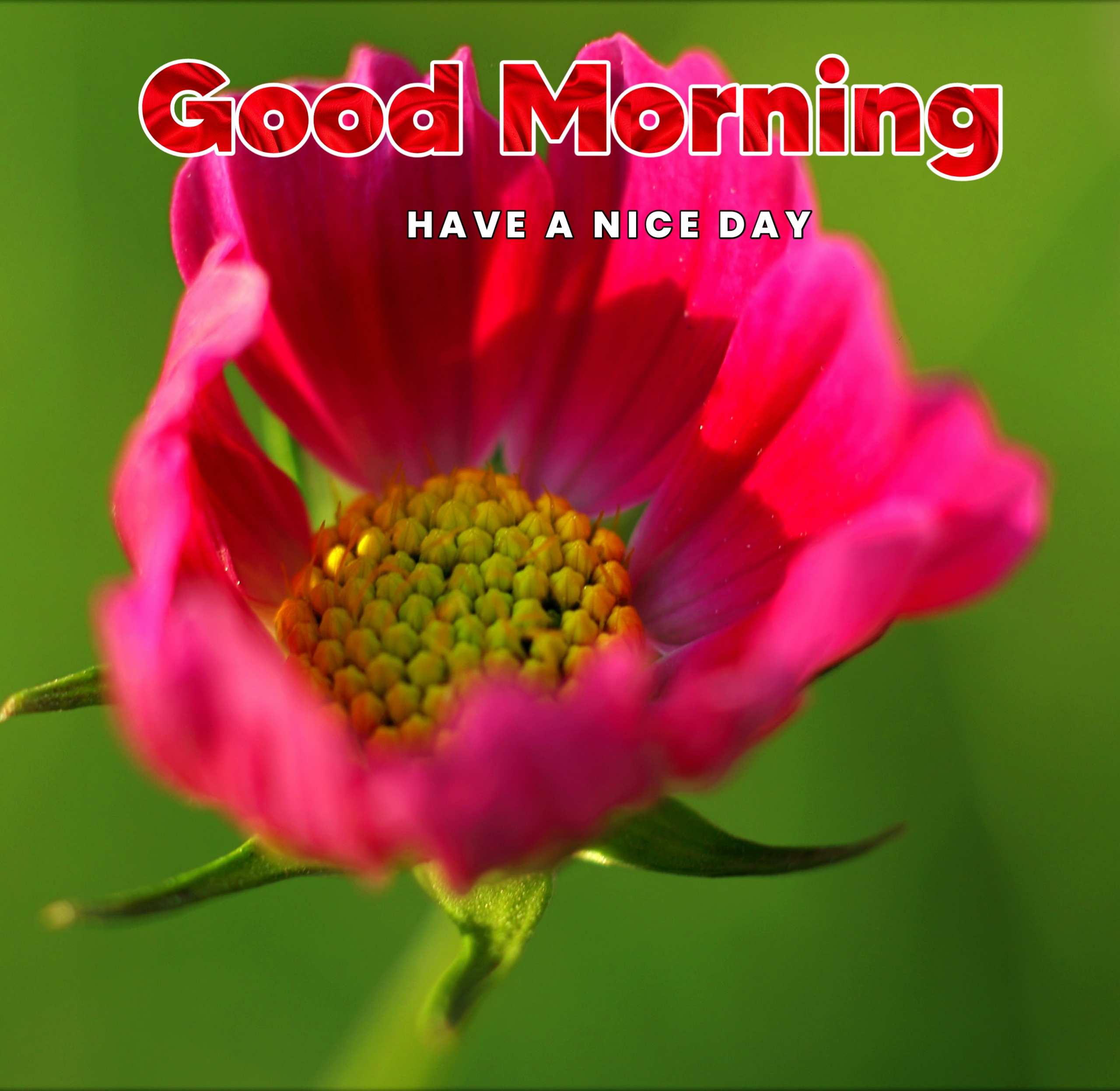 Good Morning Image With Red Flower 