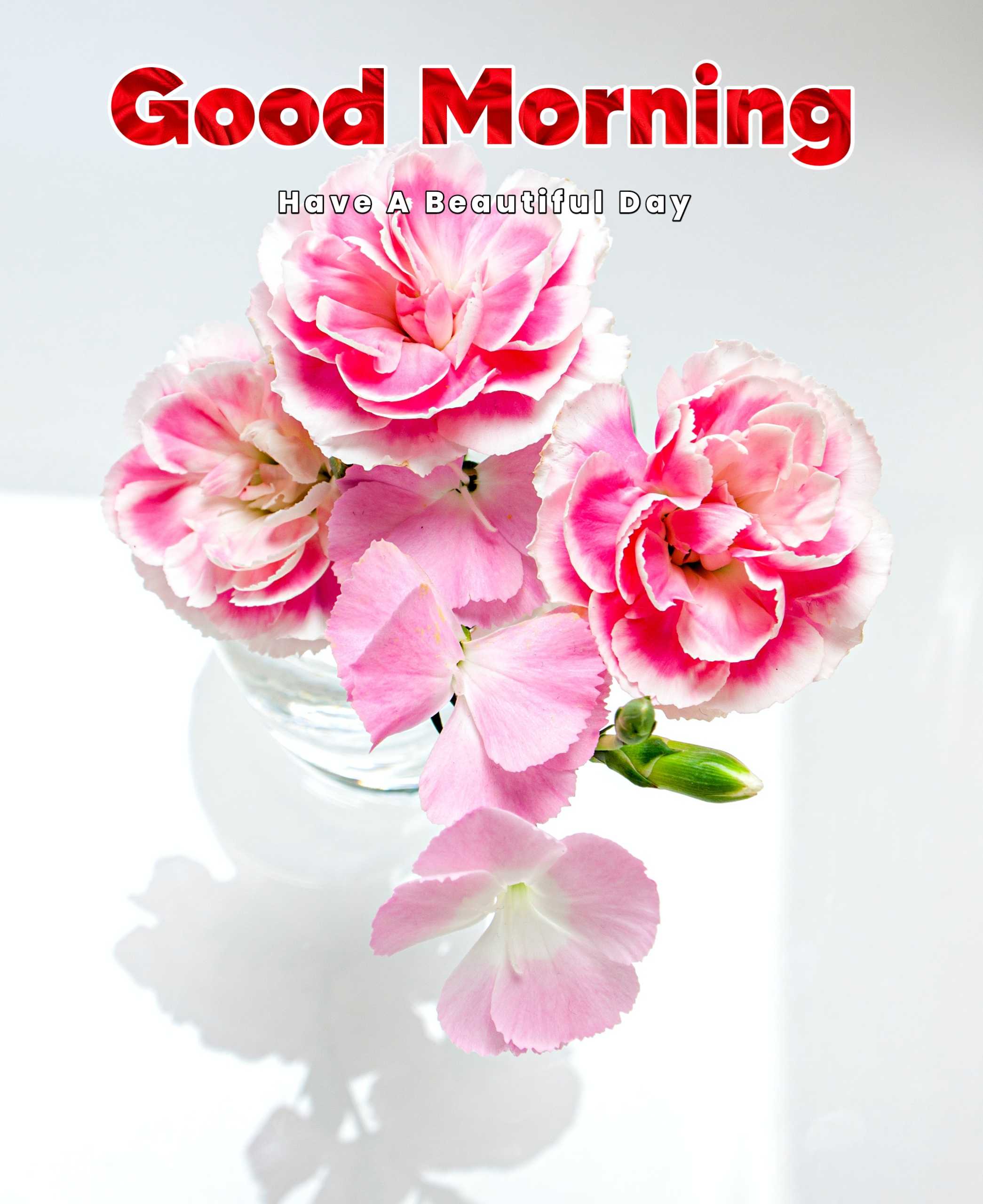 Rose Good Morning Image Wallpaper HD 