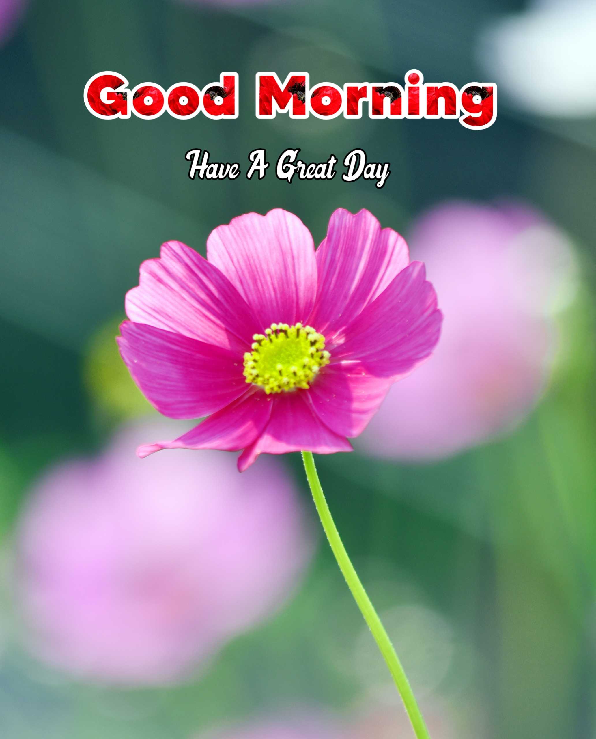 Good Morning Nature Flower Image 