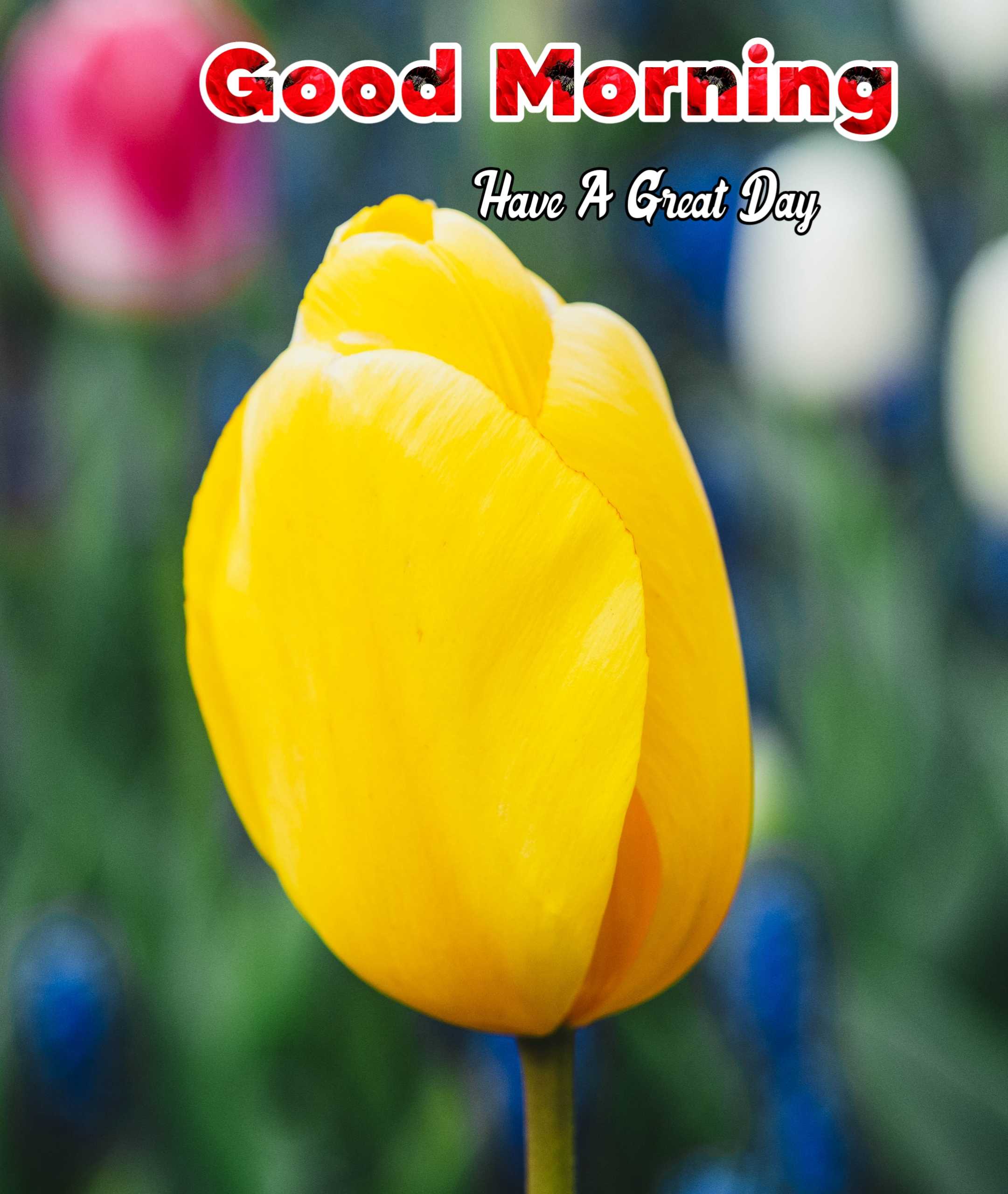 Good Morning Yellow Flower Image HD Download 