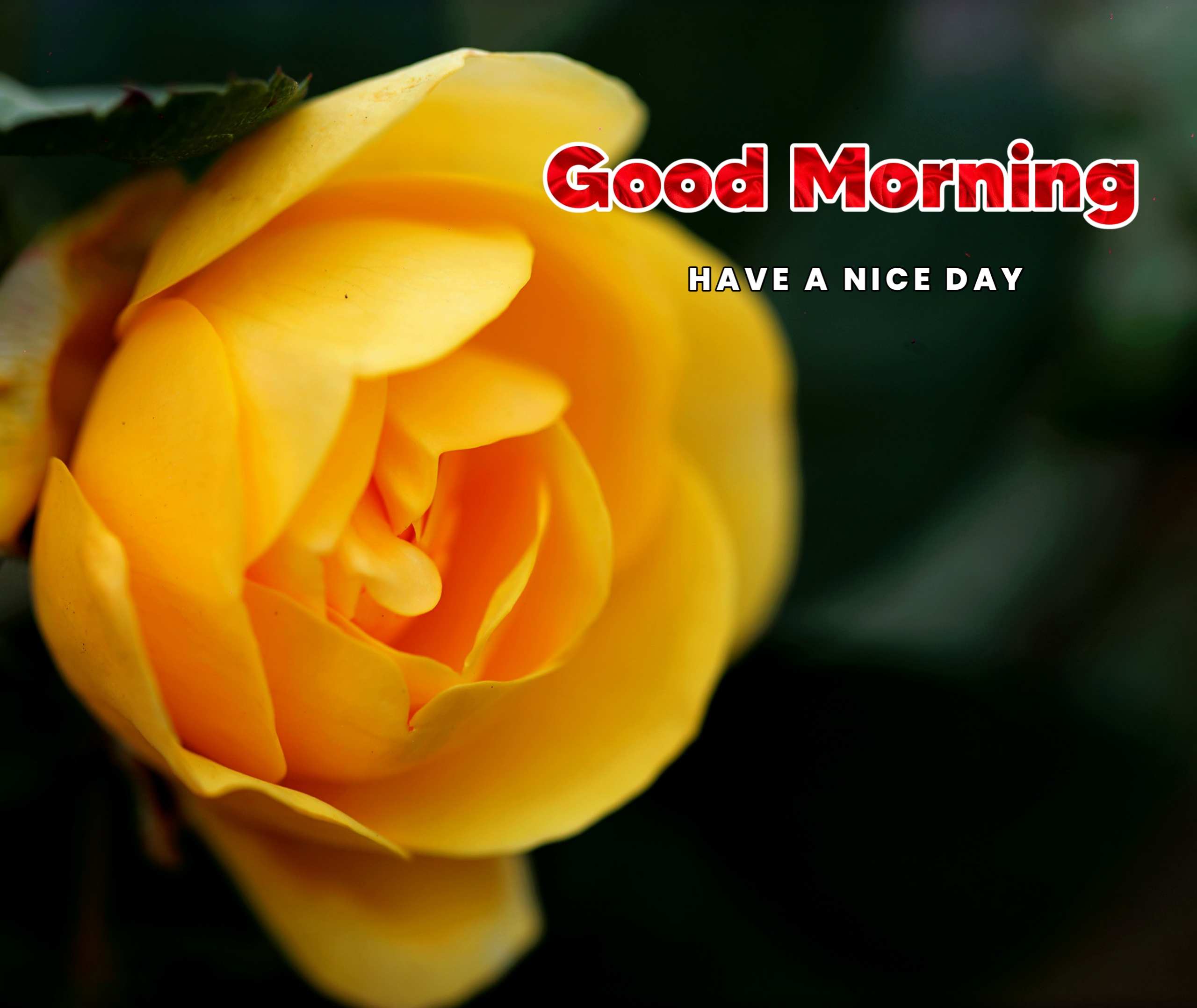 Good Morning Image With Yellow Flowers 