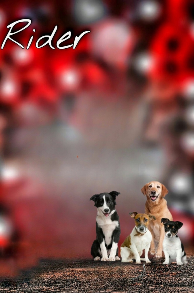 Dog Lover Photo Edit Red CB Background 