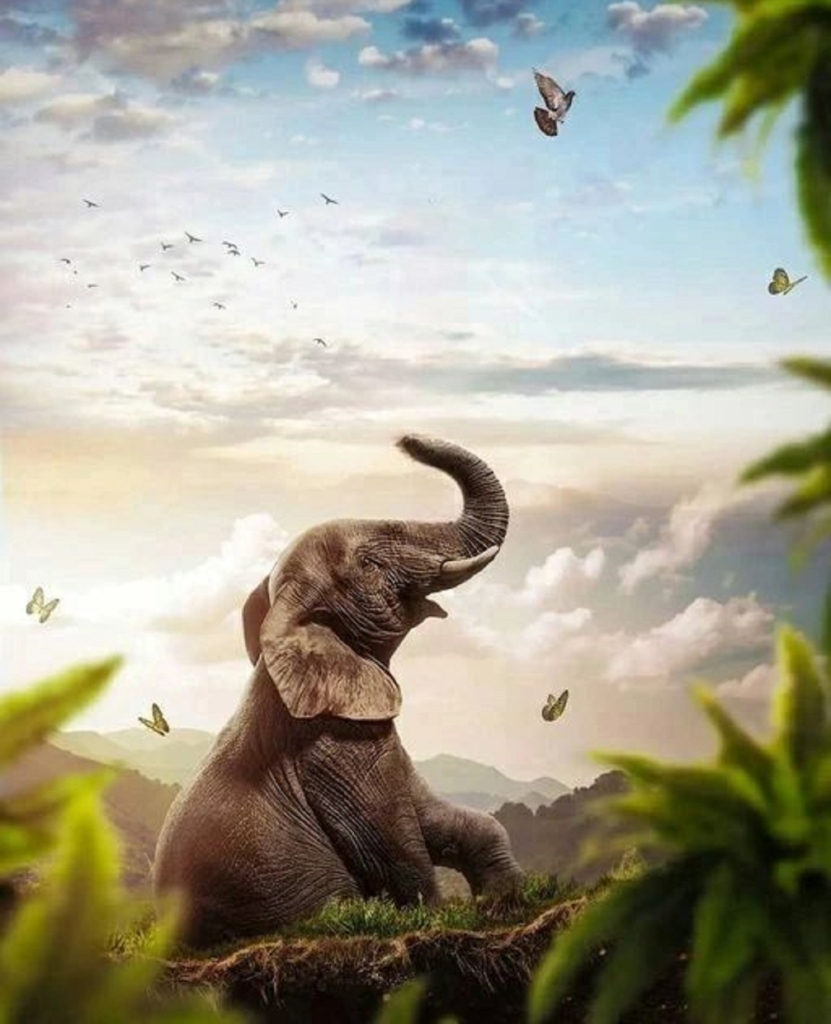 Elephant Background For Photo Editing 